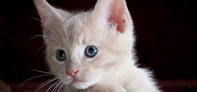 猫咪每天吃多少猫粮