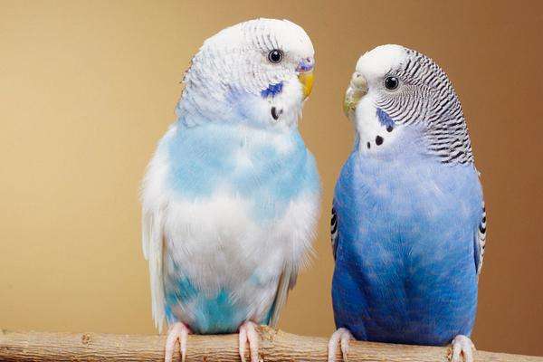 玄凤鹦鹉怎么看年龄大小