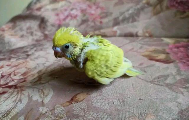 玄凤几个月能吃干小米