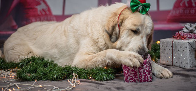 狗除了吃狗粮还能吃什么