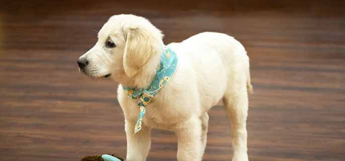 狗能吃冰淇淋吗?