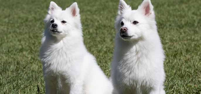 萨摩耶几岁进入老年期