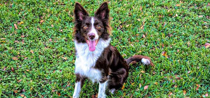 老年犬为什么晚上折腾