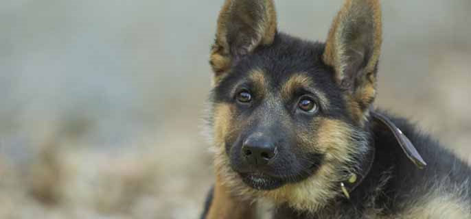 狗狗舔过手要及时洗手吗