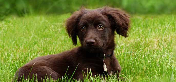 狗奶有硬块是怎么回事