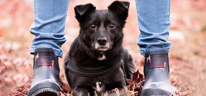 春季宠物驱虫大作战,一文看懂驱虫药怎么选