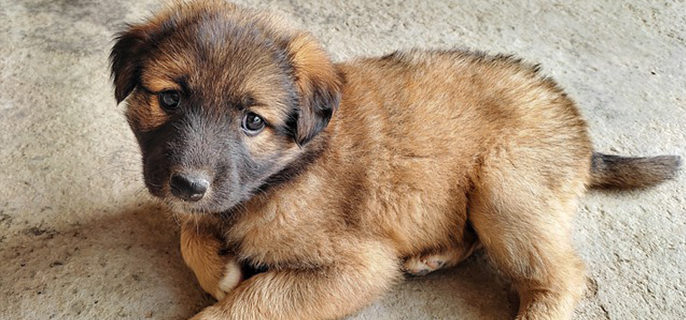 为啥土狗吃剩饭就能长得很好