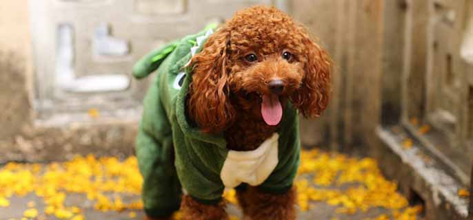 泰迪犬是哪个国家的品种
