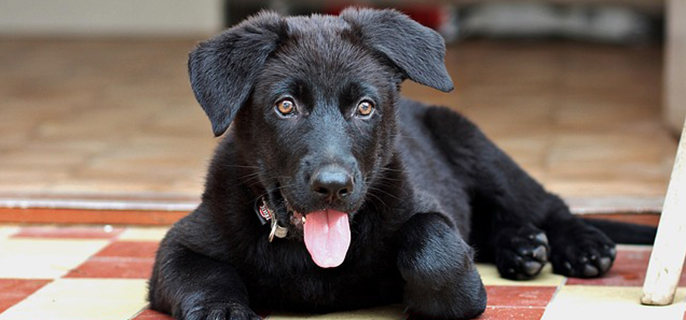 狗狗怎么判断是不是泪腺堵塞