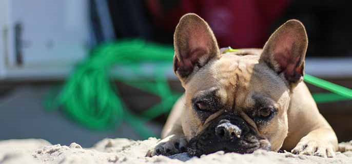 狗狗体内有寄生虫是什么表现