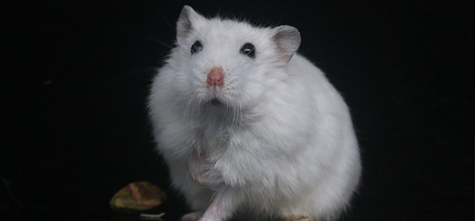 两只公仓鼠可以放在一个笼子里吗