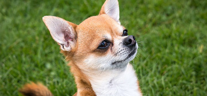 小鹿犬哆嗦怎么回事