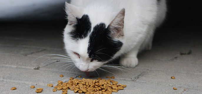 猫咪一天吃多少猫粮正常