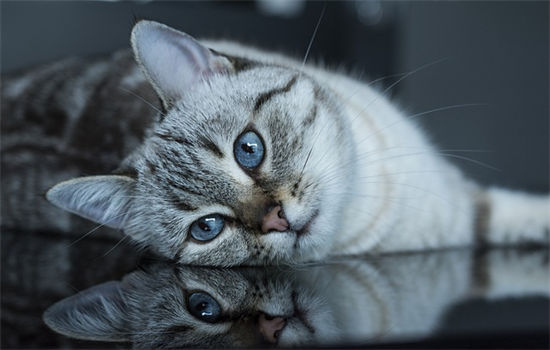 猫咪一天吃多少猫粮正常