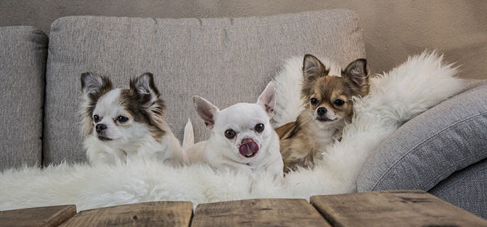 20天的小狗可以喂什么