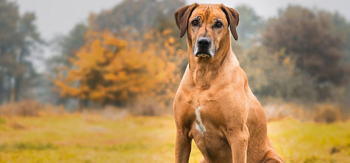 狗狗肚皮上有红疙瘩是怎么回事