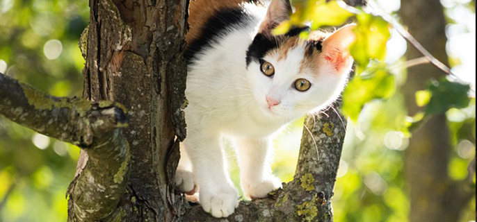 猫吸猫薄荷过量会死吗