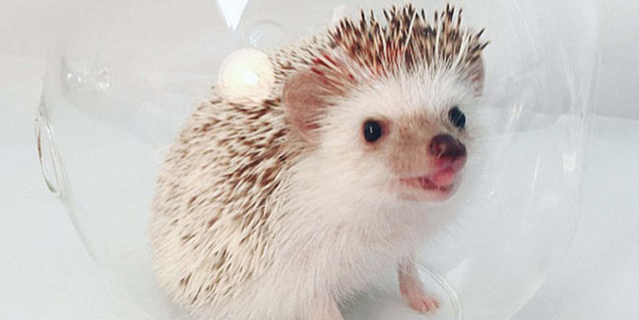 小刺猬吃什么东西