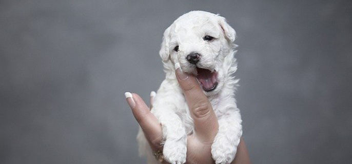 2个月幼犬磨牙适合咬什么