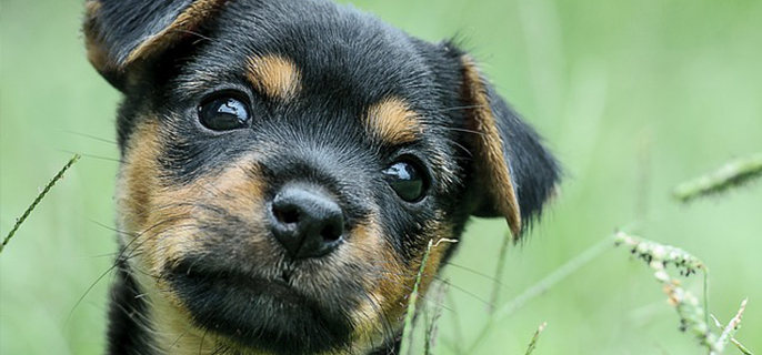 狗鼻子为什么是湿的