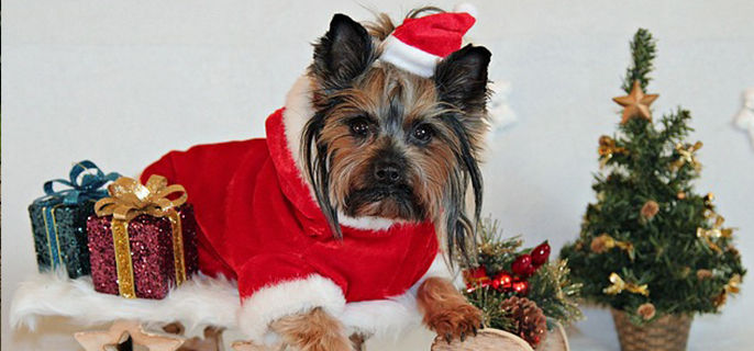 狗狗能喝茶叶水吗