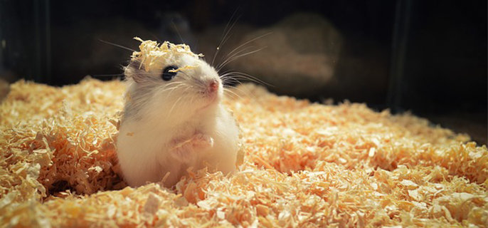 仓鼠能不能吃瓜子