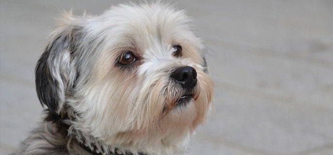 狗狗能吃饺子吗