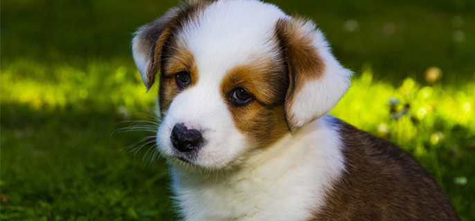 狗狗为什么吃自己的屎