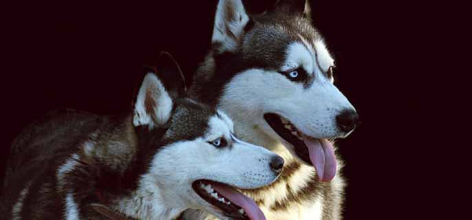 公狗为什么要绝育