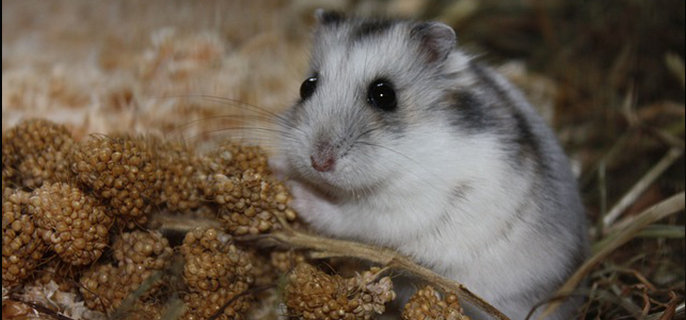 睡鼠养一只会孤独吗