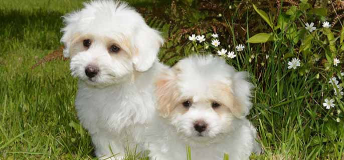 狗狗能吃骨头吗