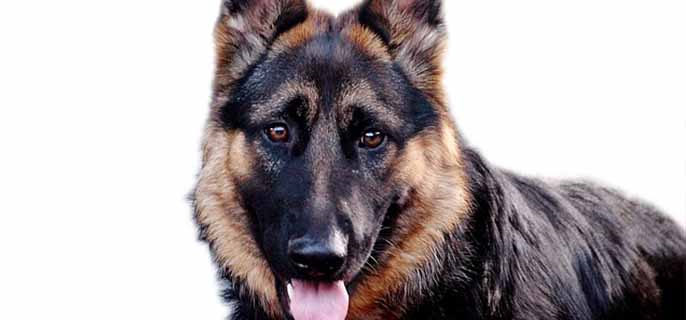 狗需要盖被子吗冬天