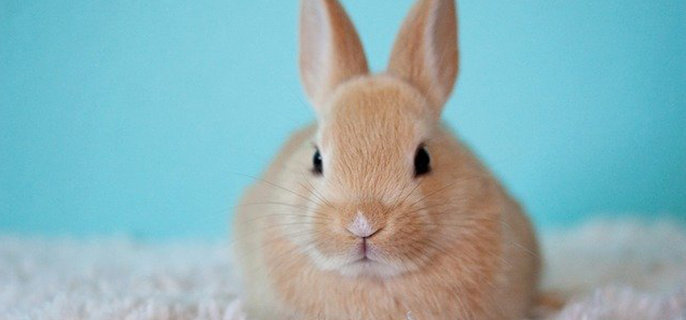兔子能洗澡么?
