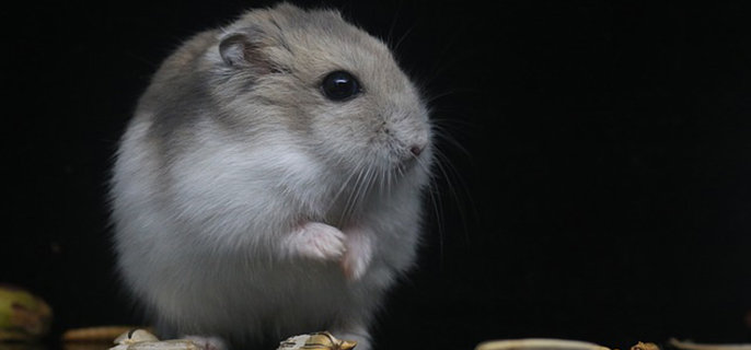 仓鼠可以吃坚果吗