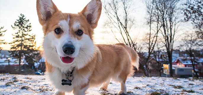 狗咬尾巴转圈是什么意思