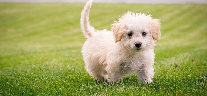 比熊几个月换牙