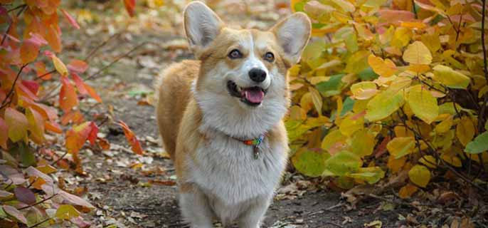 柯基睡觉发抖是什么原因