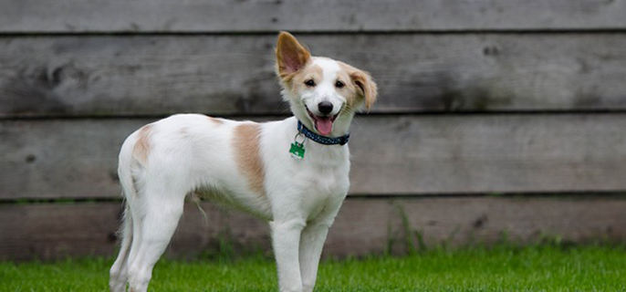 小土狗呕吐是什么原因