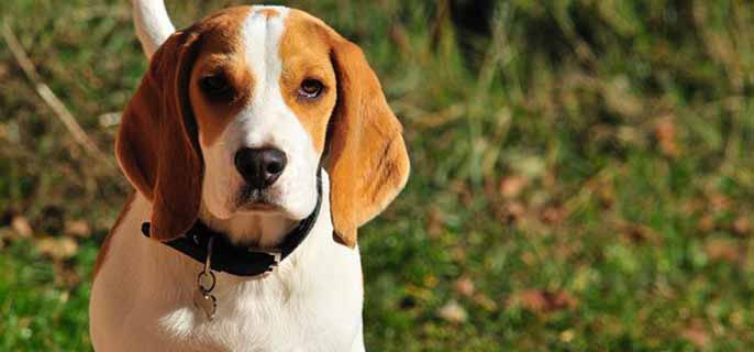 狗狗拉的粑粑很黑是什么问题