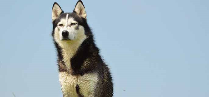 为什么狗喜欢吃骨头