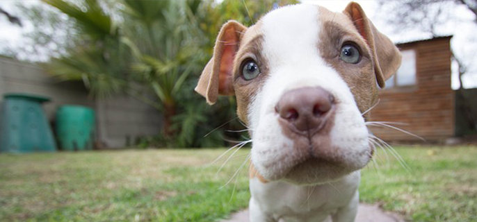 奶糕粮和幼犬粮有什么区别