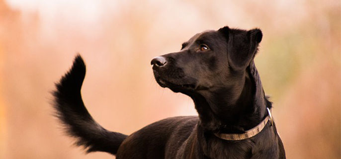 狗一直喂白粥会怎样