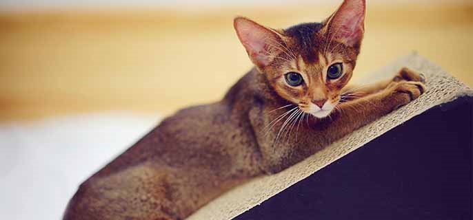 猫吃多了会不会拉稀