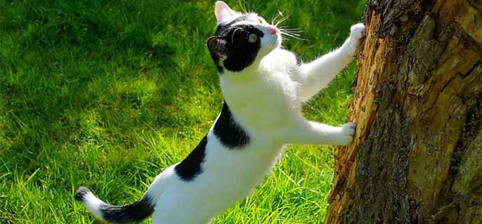 小猫走路不稳,东倒西歪是有什么问题?