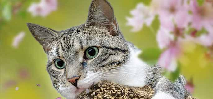 母猫生育会影响寿命吗