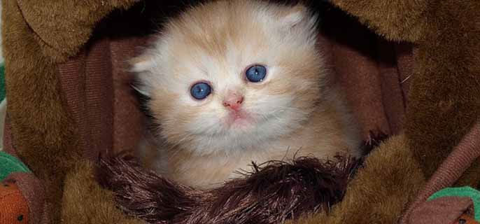 猫冬天关封闭式阳台可以吗