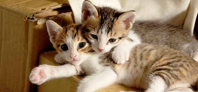 三个月小猫得了猫癣怎么办啊