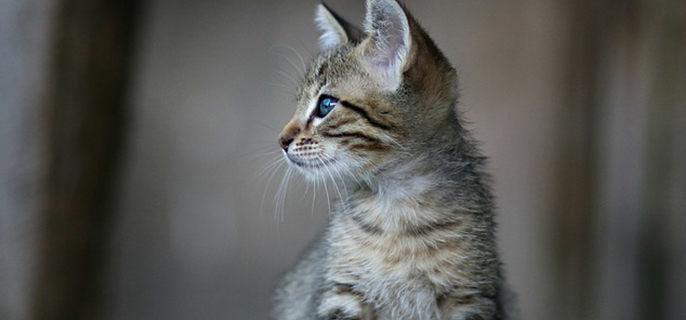 猫耳朵两侧毛稀疏了怎么回事