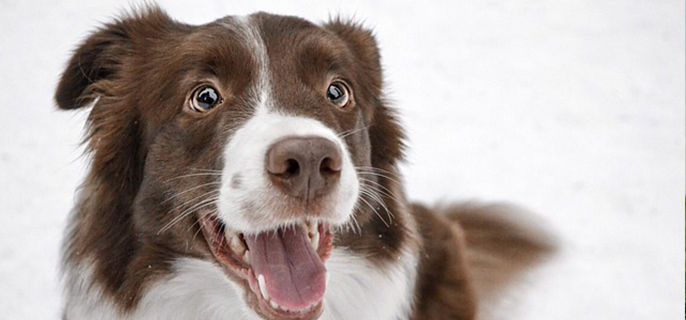 屋里喷香水对狗狗有害吗