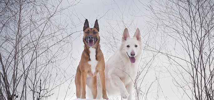 狗狗的下面肿了是怎么了